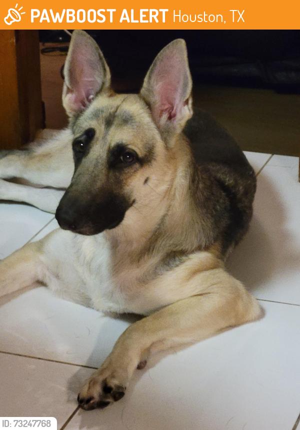 Found/Stray Female Dog last seen Deerfield Village Bayou at Timsbury Dr, Houston, TX 77084