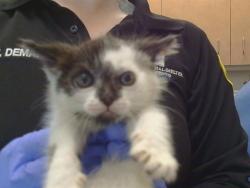 Shelter Stray Female Cat last seen WATT AVE/MARCONI AVE, 95821, 3839 Bradshaw Rd, Sacramento, CA 95827, USA