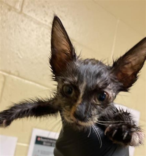 Shelter Stray Male Cat last seen TRUXEL RD & GATEWAY PARK BLVD, 2127 Front St, Sacramento, CA 95818, USA