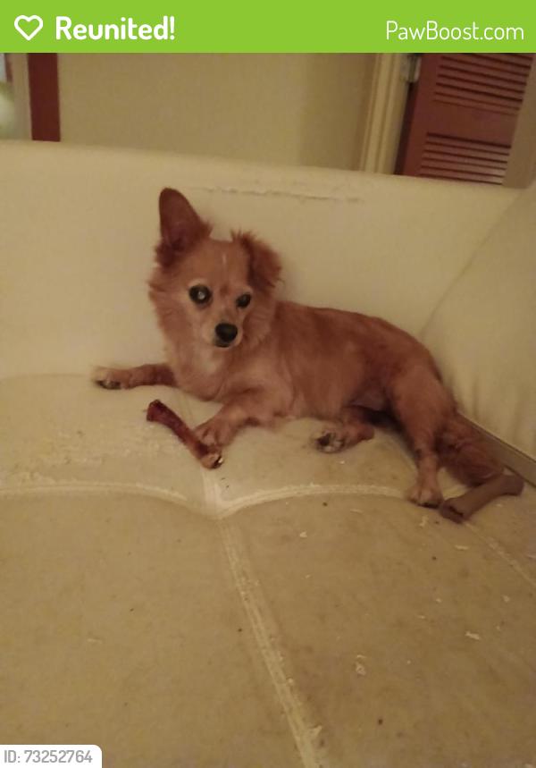 Reunited Female Dog last seen 30A & Seabreeze Ct, , CT 06779