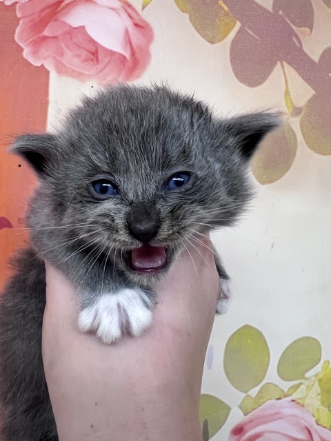 Shelter Stray Female Cat last seen , 333 Chandler Pl, San Bernardino, CA 92408, USA