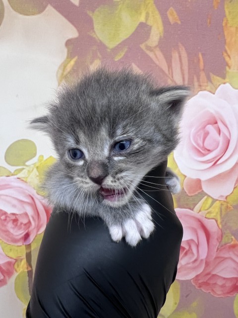 Shelter Stray Female Cat last seen , 333 Chandler Pl, San Bernardino, CA 92408, USA