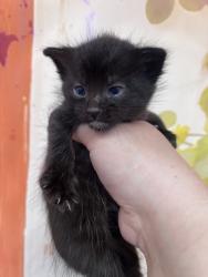 Shelter Stray Male Cat last seen , 333 Chandler Pl, San Bernardino, CA 92408, USA