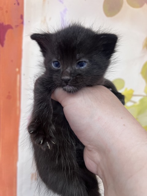 Shelter Stray Male Cat last seen , 333 Chandler Pl, San Bernardino, CA 92408, USA
