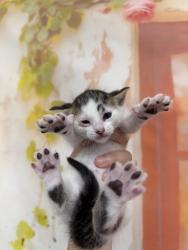 Shelter Stray Male Cat last seen , 333 Chandler Pl, San Bernardino, CA 92408, USA