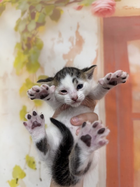 Shelter Stray Male Cat last seen , 333 Chandler Pl, San Bernardino, CA 92408, USA