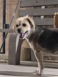 Found/Stray Female Dog last seen Long Beach ca, Long Beach, CA 90831