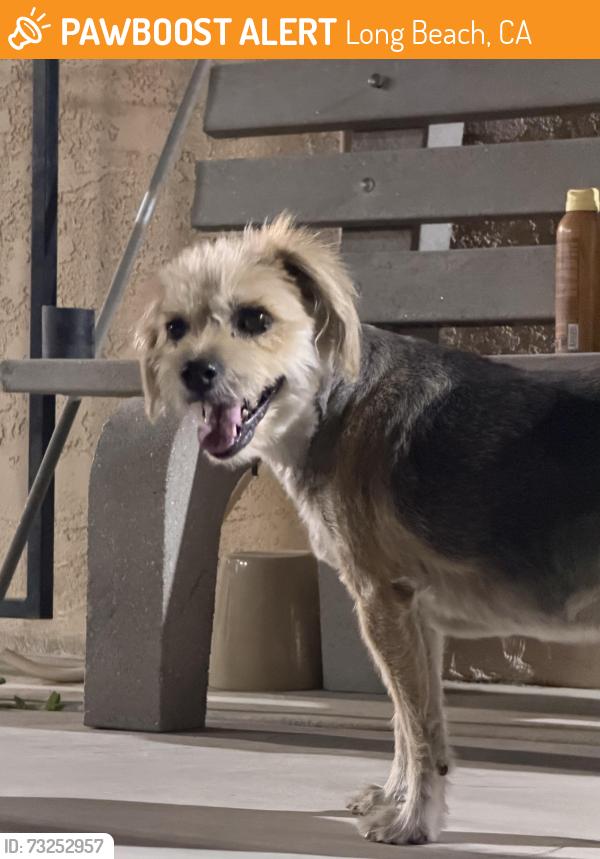 Found/Stray Female Dog last seen Long Beach ca, Long Beach, CA 90831