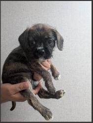 Shelter Stray Female Dog last seen ORANGE SHOW RD AND E ST, 333 Chandler Pl, San Bernardino, CA 92408, USA