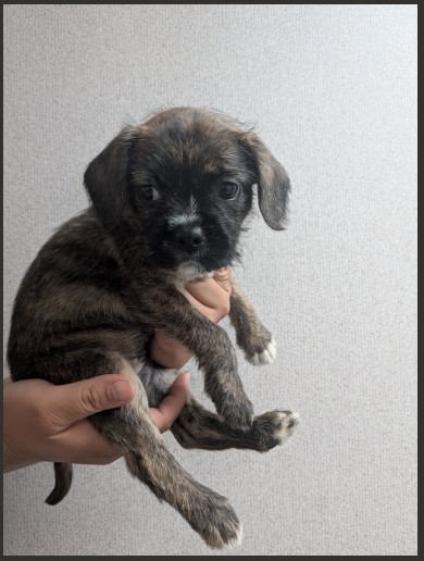 Shelter Stray Female Dog last seen ORANGE SHOW RD AND E ST, 333 Chandler Pl, San Bernardino, CA 92408, USA
