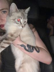 Found/Stray Female Cat last seen west point, West Point, UT 84015
