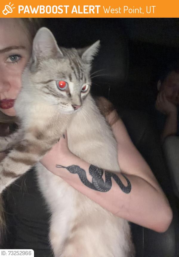 Found/Stray Female Cat last seen west point, West Point, UT 84015