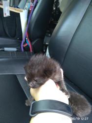 Shelter Stray Male Cat last seen CHARLOTTE, 8315 Byrum Dr, Charlotte, NC 28217, USA