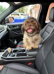 Reunited Female Dog last seen Sanclair lane, Baltimore, MD 21213