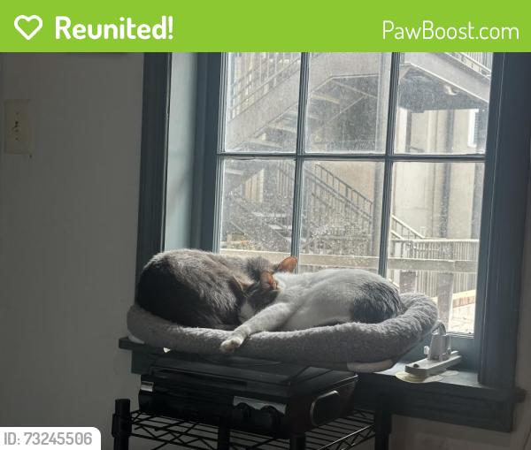 Reunited Female Cat last seen S Wolfe St and Aliceanna St (north side), Baltimore, MD 21231