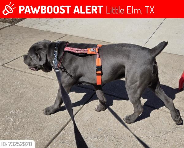 Lost Male Dog last seen El dorado, Little Elm, TX 75068