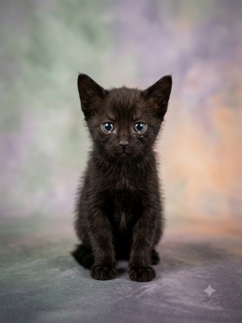 Shelter Stray Female Cat last seen Near BLOCK ROVER DRIVE, 2020 Forest St, Jacksonville, FL 32204, USA