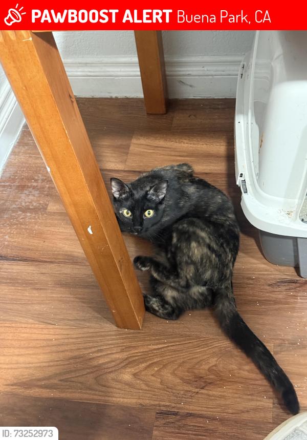 Lost Female Cat last seen Western Ave, Buena Park, CA 90621
