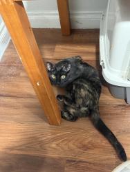 Lost Female Cat last seen Western Ave, Buena Park, CA 90621