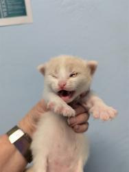 Shelter Stray Male Cat last seen , 3951 Fruitvale Ave, Bakersfield, CA 93308, USA