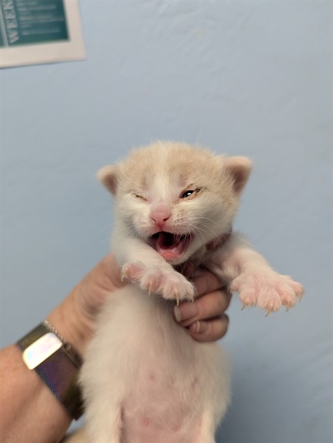 Shelter Stray Male Cat last seen , 3951 Fruitvale Ave, Bakersfield, CA 93308, USA