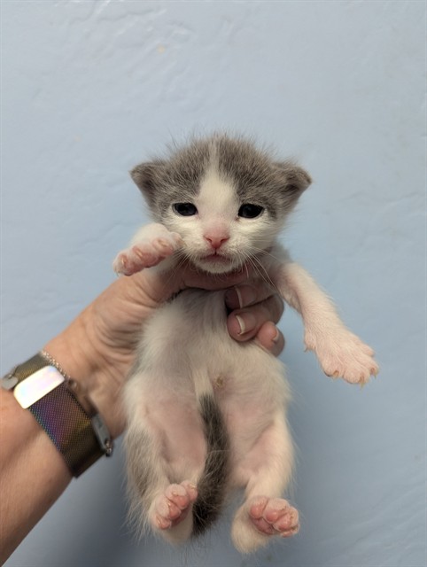 Shelter Stray Male Cat last seen , 3951 Fruitvale Ave, Bakersfield, CA 93308, USA