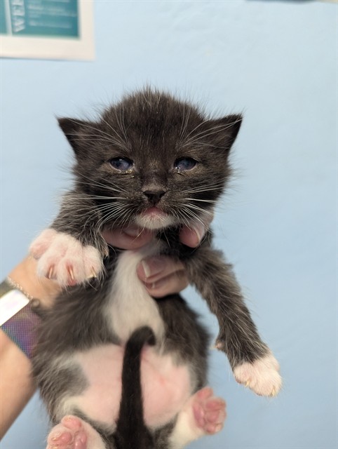Shelter Stray Female Cat last seen , 3951 Fruitvale Ave, Bakersfield, CA 93308, USA