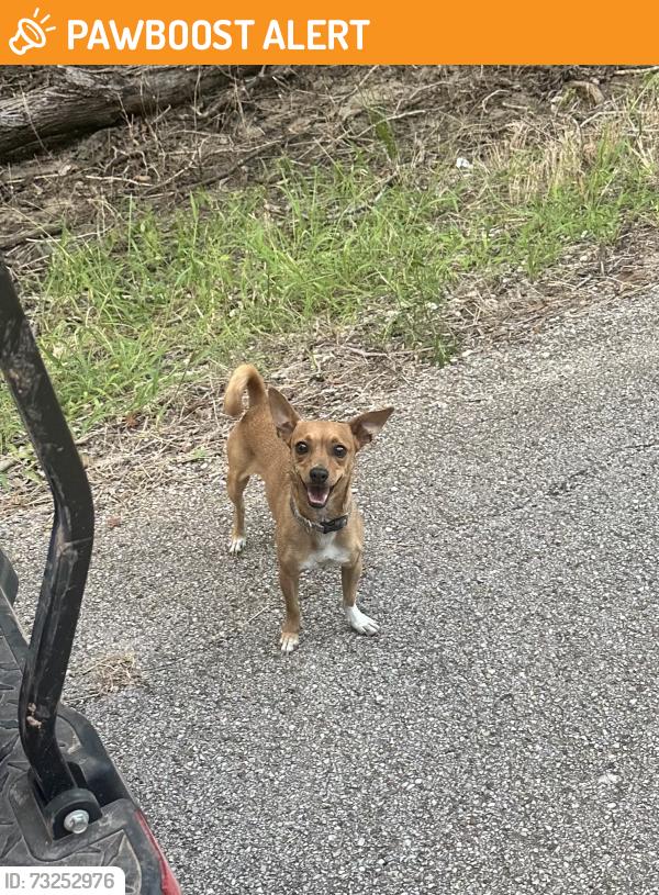 Found/Stray Female Dog last seen Wessendorf and Holmes, Fort Bend County, TX 77406