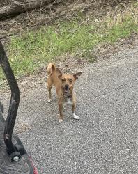 Found/Stray Female Dog last seen Wessendorf and Holmes, Fort Bend County, TX 77406