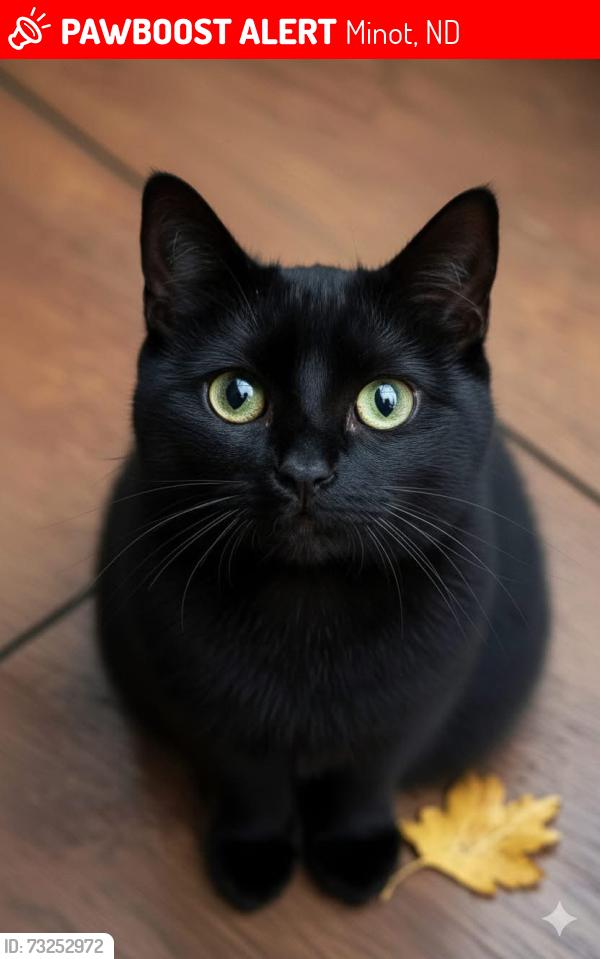 Lost Female Cat last seen central machining, Minot, ND 58701