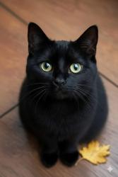 Lost Female Cat last seen central machining, Minot, ND 58701