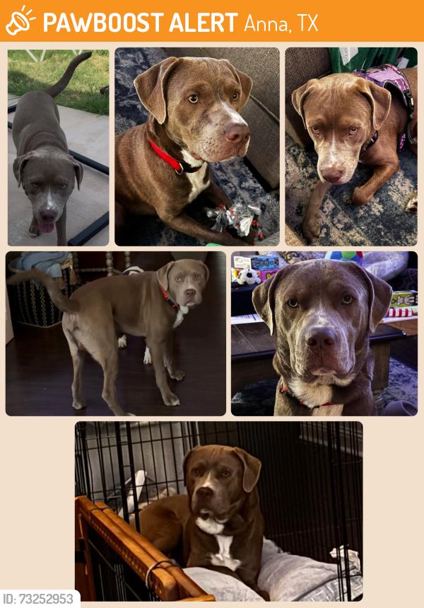 Found/Stray Male Dog last seen Henry Clay “Yank” Washington Park in West Crossing Neighborhood, Anna, TX 75409