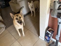 Lost Male Dog last seen Ashlan and First, Fresno, CA 93726