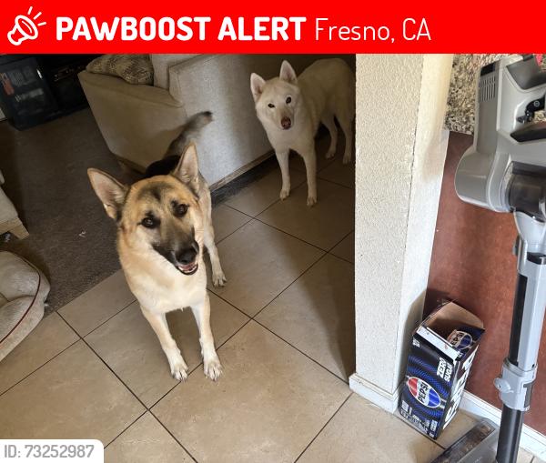 Lost Male Dog last seen Ashlan and First, Fresno, CA 93726