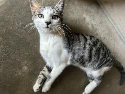 Lost Male Cat last seen Hemmerling elementary school, Banning, CA 92220