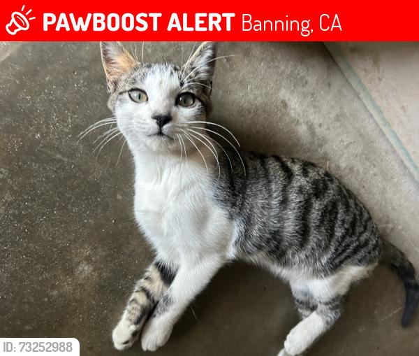 Lost Male Cat last seen Hemmerling elementary school, Banning, CA 92220