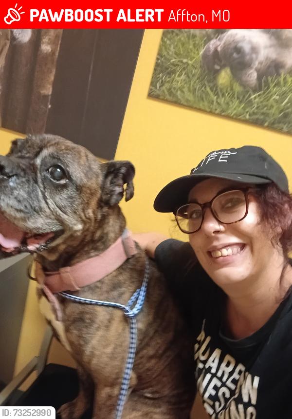 Lost Female Dog last seen Mackenzie rd 63123, Affton, MO 63123
