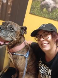 Lost Female Dog last seen Mackenzie rd 63123, Affton, MO 63123
