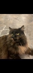 Lost Female Cat last seen sumpter rd., Kingsport, TN 37663