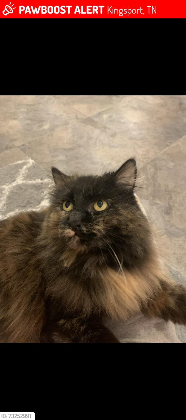 Lost Female Cat last seen sumpter rd., Kingsport, TN 37663
