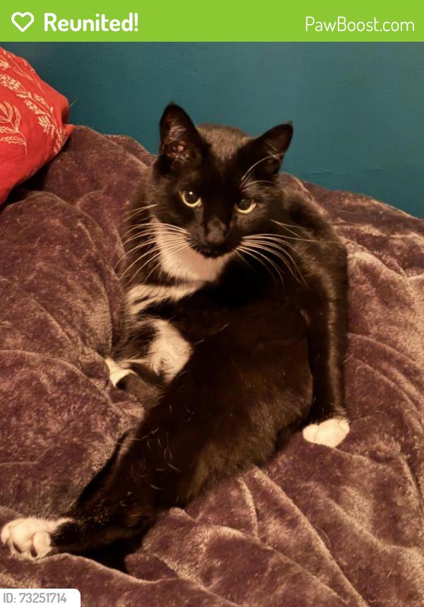 Reunited Male Cat last seen 214the Ave and TV Highway, Aloha, OR 97006