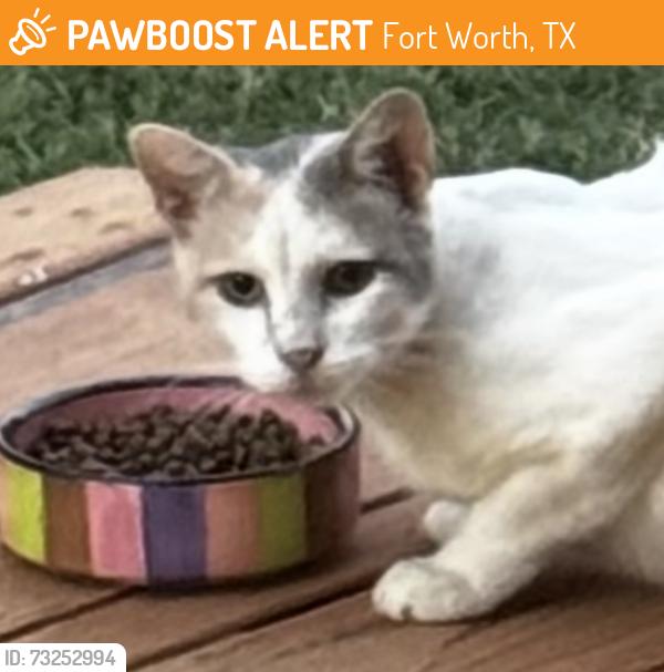 Found/Stray Female Cat last seen Portales dr. San Marcos dr., Fort Worth, TX 76116