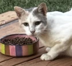Found/Stray Female Cat last seen Portales dr. San Marcos dr., Fort Worth, TX 76116
