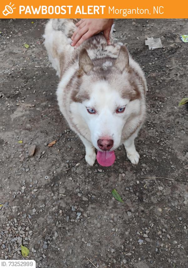 Found/Stray Male Dog last seen Thornburgs garage, Morganton, NC 28655
