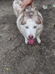 Found/Stray Male Dog last seen Thornburgs garage, Morganton, NC 28655