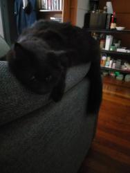 Reunited Male Cat last seen Keperra train station, Keperra, QLD 4054