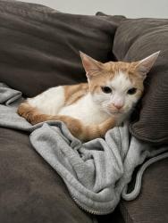 Lost Male Cat last seen Near Wyndham Ln Palatine, IL 60074 United States, Palatine, IL 60074