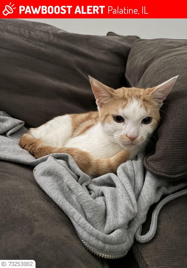 Lost Male Cat last seen Near Wyndham Ln Palatine, IL 60074 United States, Palatine, IL 60074