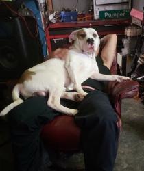 Lost Male Dog last seen Black Locust and Swenson Farms, Pflugerville, TX 78660