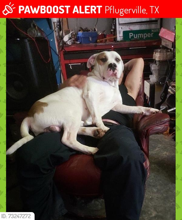 Lost Male Dog last seen Black Locust and Swenson Farms, Pflugerville, TX 78660